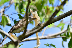 Myiarchus yucatanensis