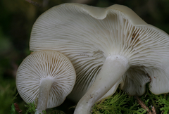 Clitocybe coniferophila