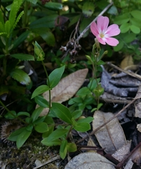 Phlox adsurgens