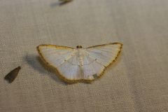 Leuciris fimbriaria