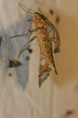 Xylophanes zurcheri