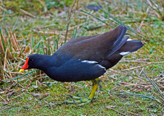Gallinula chloropus