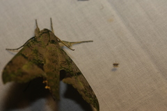 Xylophanes zurcheri