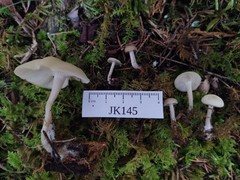 Clitocybe coniferophila