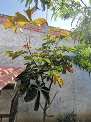 Pseudobombax ellipticum