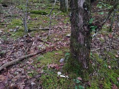Clitocybe coniferophila