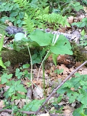 Trillium albidum