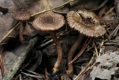 Inocybe cincinnata