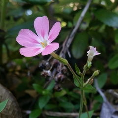 Phlox adsurgens