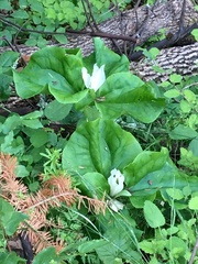 Trillium albidum