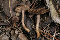 Inocybe cincinnata