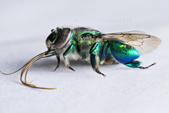 Euglossa
