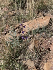 Delphinium scaposum