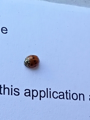 Adalia decempunctata