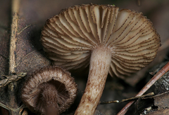 Inocybe cincinnata
