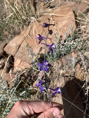 Delphinium scaposum