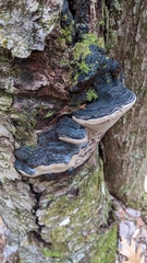 Phellinus lundellii