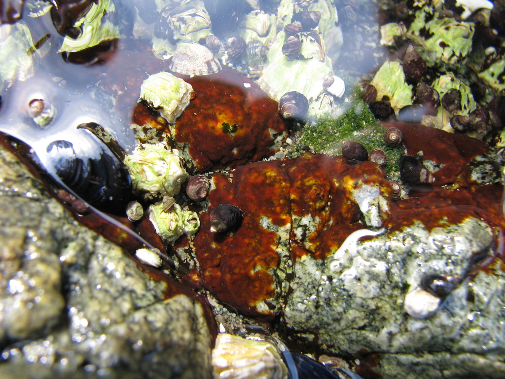 Hildenbrandia rubra (Marine Algae of Cape Cod, Massachusetts and