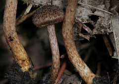 Inocybe cincinnata