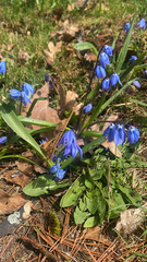 Scilla siberica