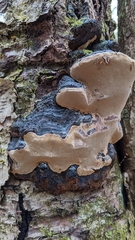 Phellinus lundellii