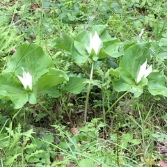 Trillium albidum