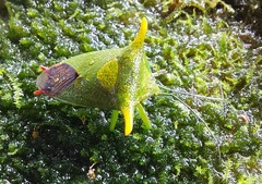 Acanthosoma laevicorne
