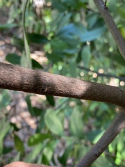 Prunus caroliniana