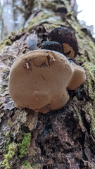 Phellinus lundellii