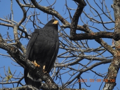 Buteogallus anthracinus