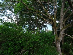 Oemleria cerasiformis