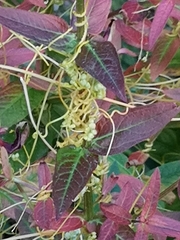 Cuscuta europaea