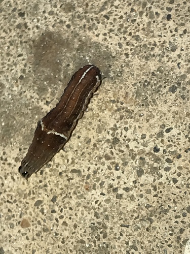 Wedgling Moth photo 6