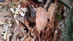 Lactarius imperceptus