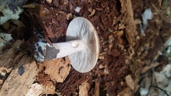 Lactarius imperceptus