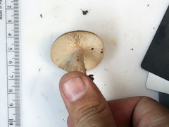 Lactarius imperceptus