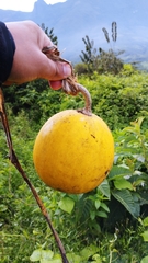 Cucurbita ecuadorensis