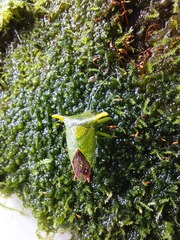 Acanthosoma laevicorne
