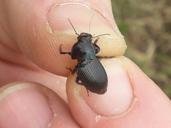 Harpalus dimidiatus