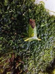 Acanthosoma laevicorne