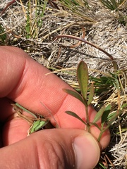 Lomatium nudicaule