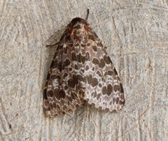 Olepa ricini