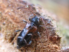 Phymatodes alni