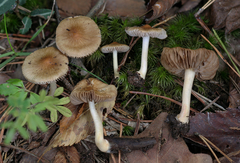 Inocybe occulta
