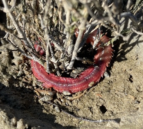 Armored bristleworm