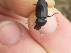 Harpalus dimidiatus