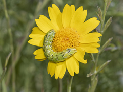 Cucullia chamomillae