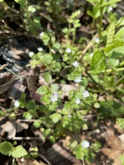 Veronica sublobata
