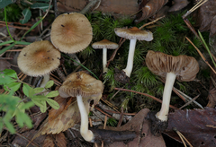 Inocybe occulta