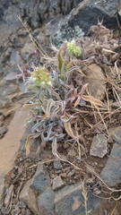 Phacelia imbricata imbricata